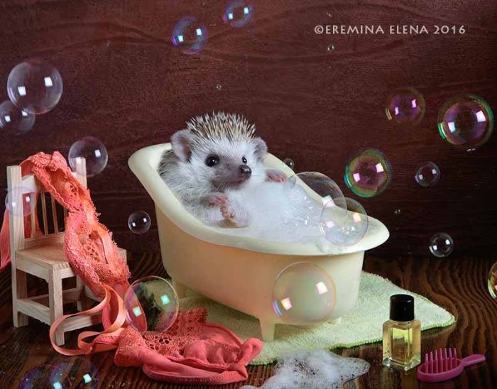 Photographer Exposes The Secret World of Hedgehogs (11 pics)