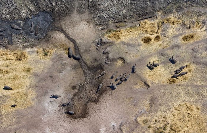 Amazing Aerial Photographs Show What Wildlife Looks Like From Above (15 pics)