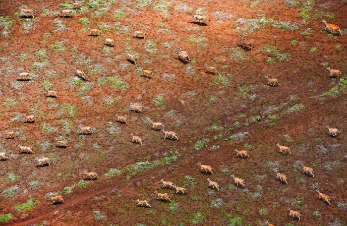 Amazing Aerial Photographs Show What Wildlife Looks Like From Above (15 pics)