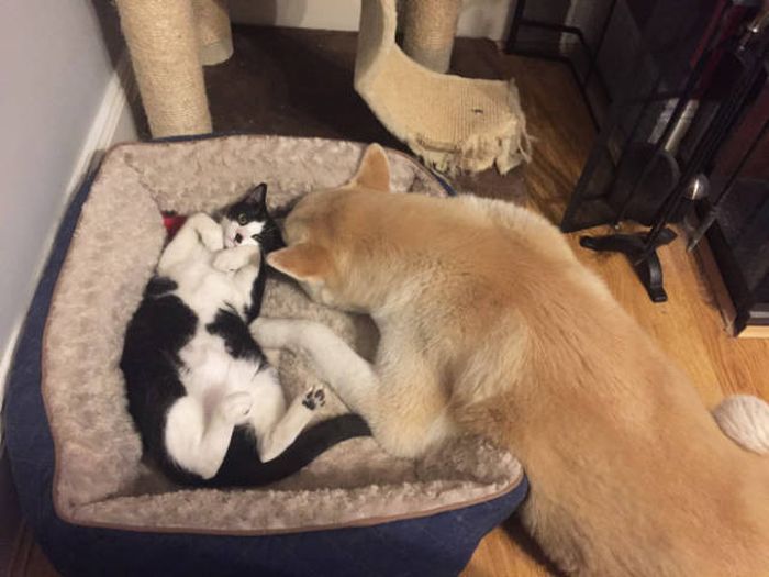 Cats Who Ruthlessly Stole A Bed From Their Dog Friends (18 pics)