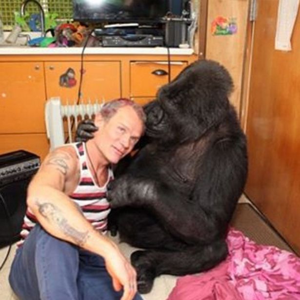 Red Hot Chili Peppers Bassist Flea Makes Friends With A Gorilla (3 pics)