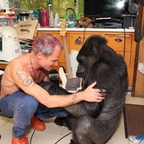 Red Hot Chili Peppers Bassist Flea Makes Friends With A Gorilla (3 pics)