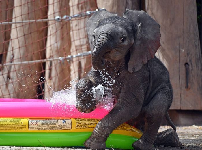 Baby Elephant Finds An Excellent Way To Beat The Summer Heat (4 pics)