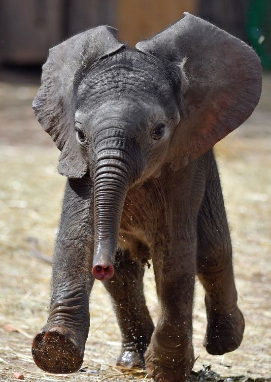Baby Elephant Finds An Excellent Way To Beat The Summer Heat (4 pics)