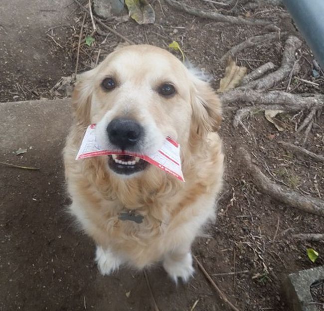 This Dog Absolutely Loves Getting Mail (3 pics)