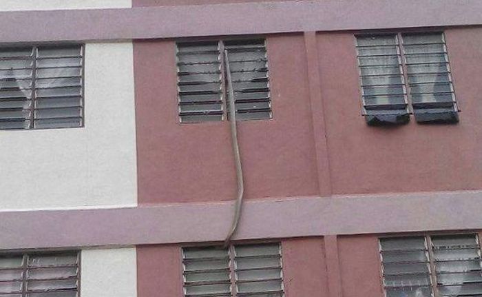 King Cobra Invades An Apartment In Malaysia (4 pics)