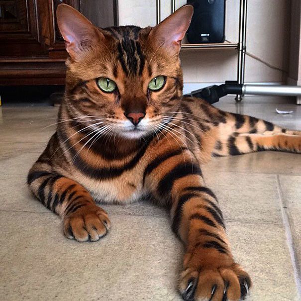 This Bengal Cat Named Thor Has Perfect Fur (10 pics)