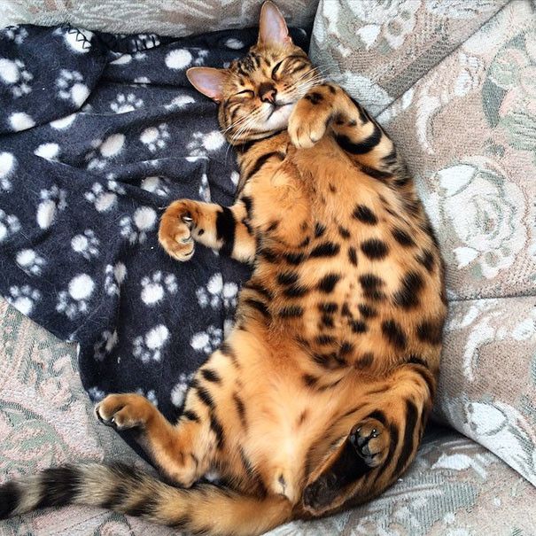 This Bengal Cat Named Thor Has Perfect Fur (10 pics)