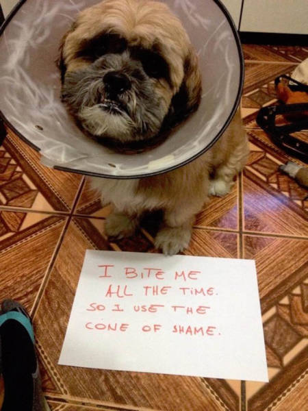 Dog Shaming At Its Finest (36 pics)
