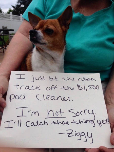 Dog Shaming At Its Finest (36 pics)