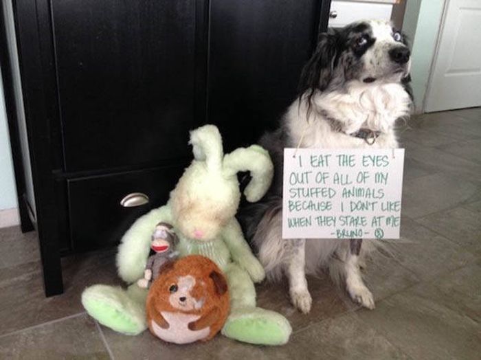 Dog Shaming At Its Finest (36 pics)