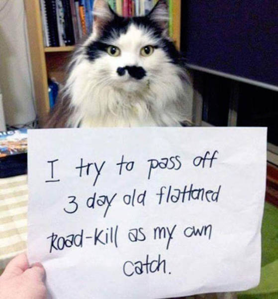 Dog Shaming At Its Finest (36 pics)