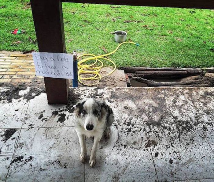 Dog Shaming At Its Finest (36 pics)