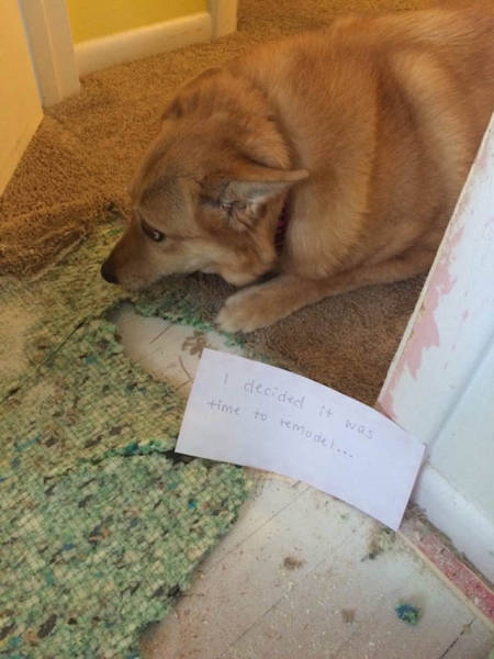 Dog Shaming At Its Finest (36 pics)