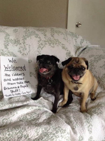 Dog Shaming At Its Finest (36 pics)