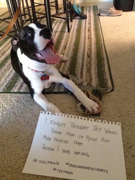 Dog Shaming At Its Finest (36 pics)