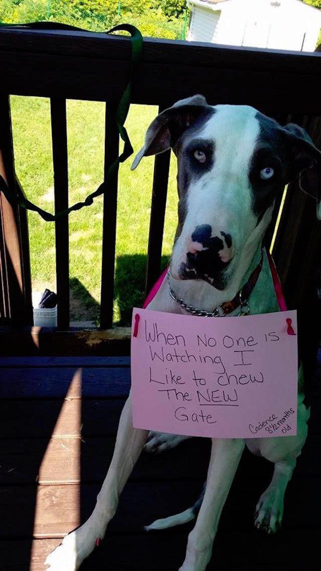 Dog Shaming At Its Finest (36 pics)
