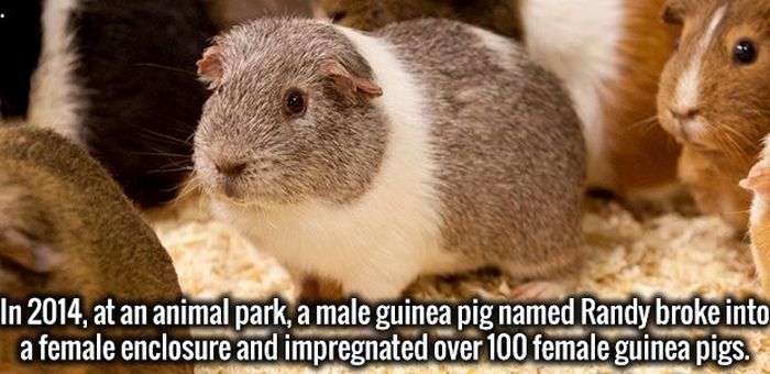 Random Facts That Will Give Your Brainpower A Boost (28 pics)