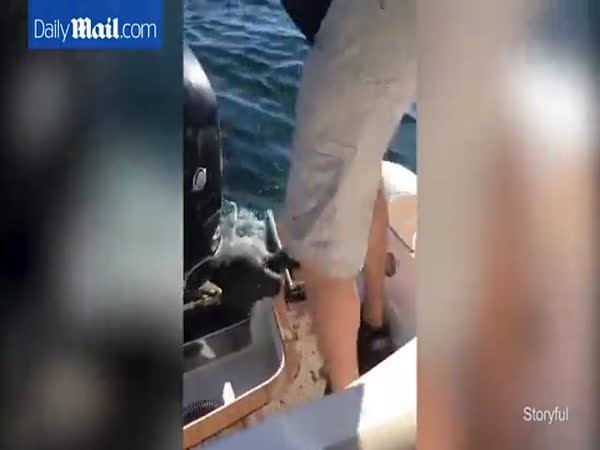Seal Escapes Killer Whale By Jumping Into A Boat