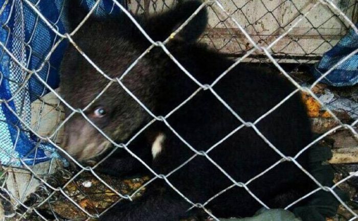 Baby Bear Saved From Hunters Loves Her New Home (15 pics)