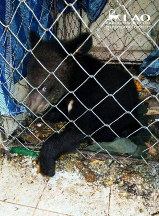 Baby Bear Saved From Hunters Loves Her New Home (15 pics)