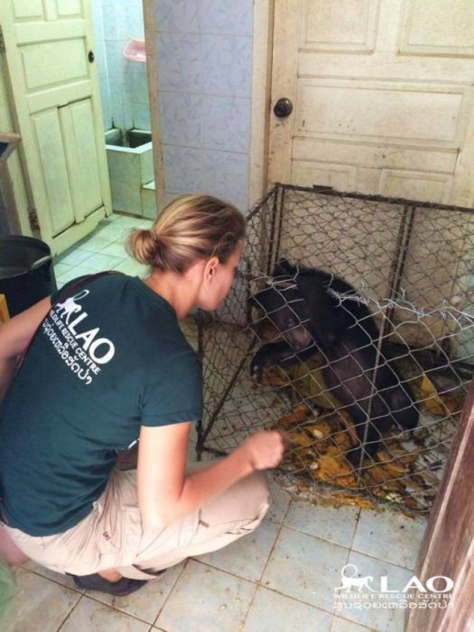 Baby Bear Saved From Hunters Loves Her New Home (15 pics)