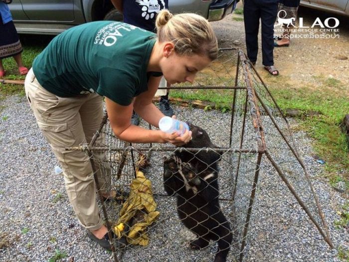 Baby Bear Saved From Hunters Loves Her New Home (15 pics)