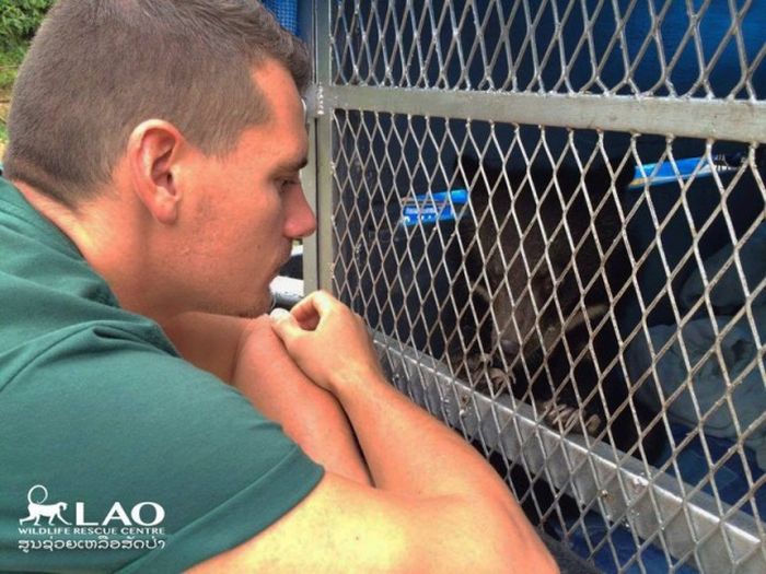 Baby Bear Saved From Hunters Loves Her New Home (15 pics)