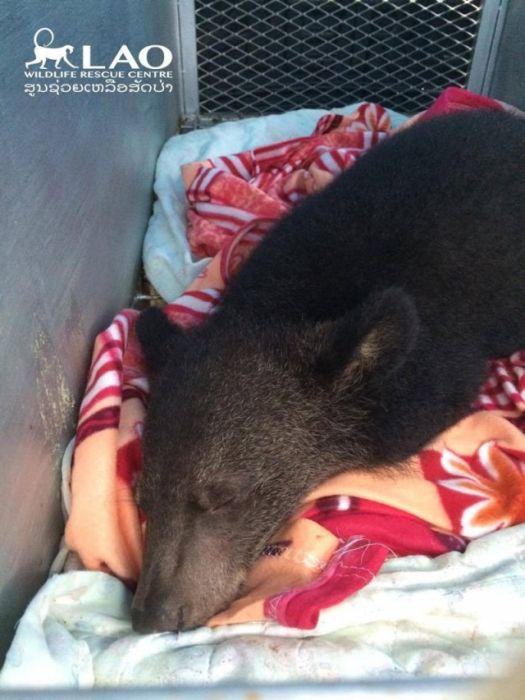 Baby Bear Saved From Hunters Loves Her New Home (15 pics)