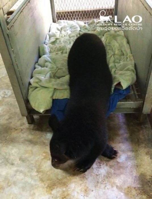 Baby Bear Saved From Hunters Loves Her New Home (15 pics)