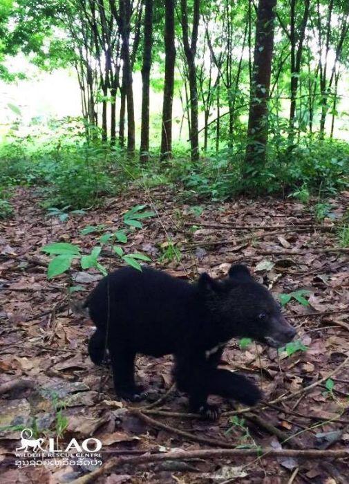 Baby Bear Saved From Hunters Loves Her New Home (15 pics)