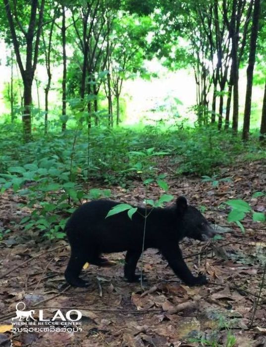 Baby Bear Saved From Hunters Loves Her New Home (15 pics)
