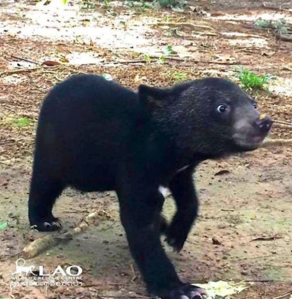Baby Bear Saved From Hunters Loves Her New Home (15 pics)