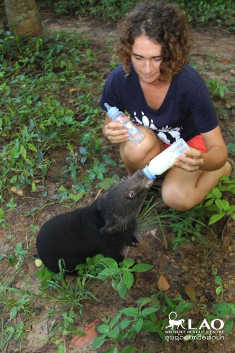 Baby Bear Saved From Hunters Loves Her New Home (15 pics)