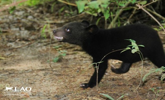 Baby Bear Saved From Hunters Loves Her New Home (15 pics)