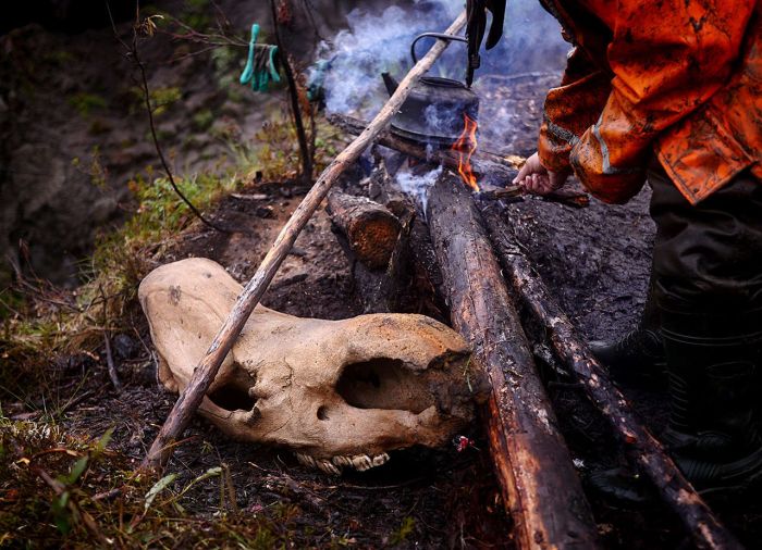 Hunters In Russia Make Millions Selling Prehistoric Remains On The Black Market (33 pics)