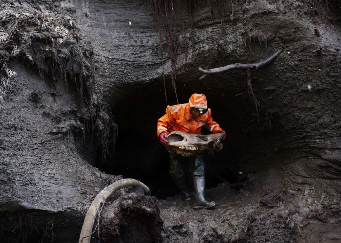 Hunters In Russia Make Millions Selling Prehistoric Remains On The Black Market (33 pics)