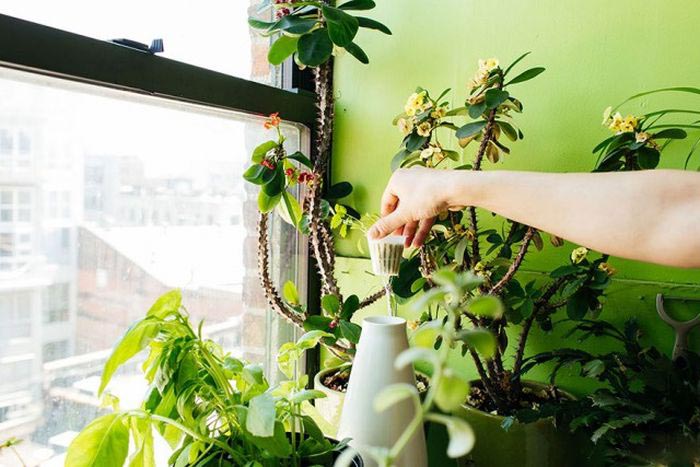 Girl Stashes More Than 500 Plants In Her Apartment (16 pics)
