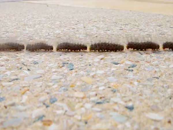 Time Lapse Captures Processionary Caterpillars Crossing Footpath
