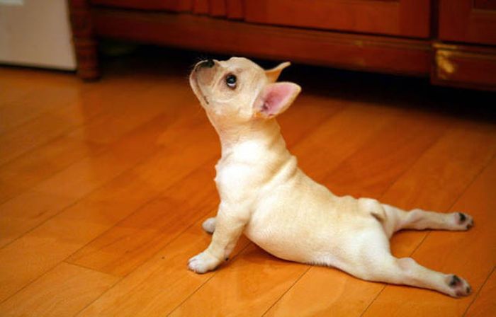 Animals That Were Definitely Born To Do Yoga (40 pics)