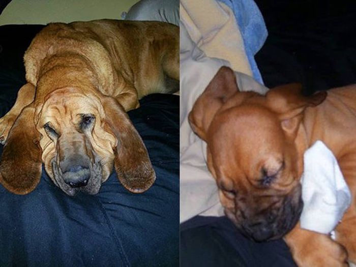 First And Last Pictures Of Pets That Will Tug At Your Heart Strings (30 pics)