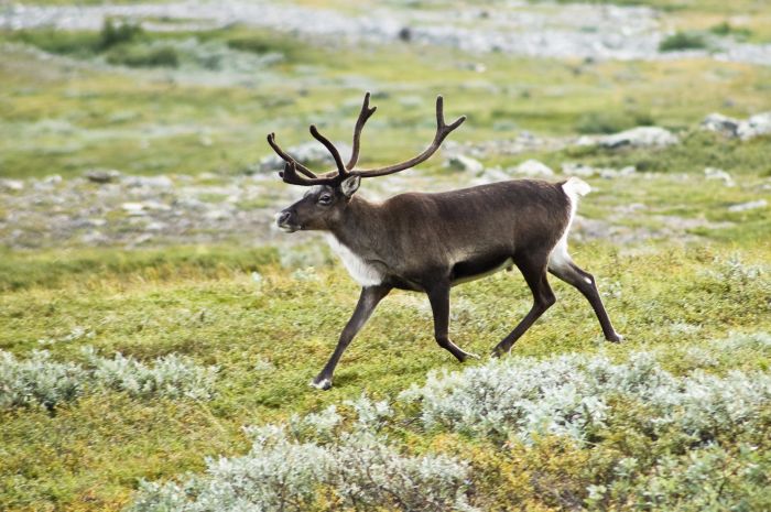 More Than 320 Reindeer Killed By Lightning Strike In Norway (5 pics)