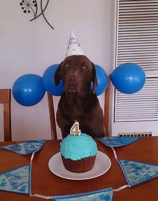 Funny Dog Gets A Special Birthday Party (2 pics)