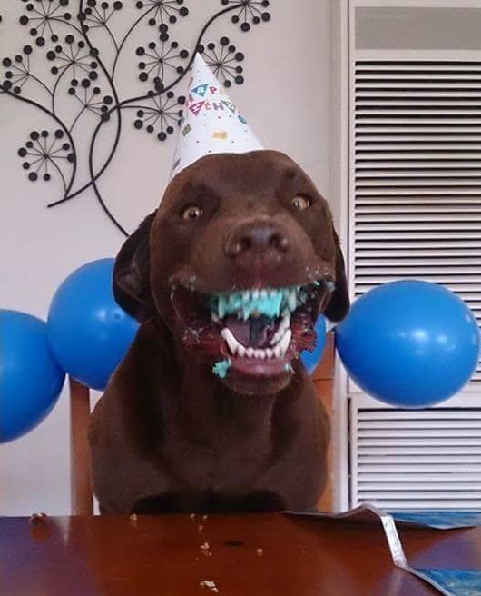 Funny Dog Gets A Special Birthday Party (2 pics)