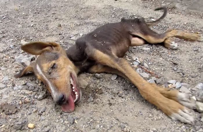 Puppy Signals Rescuers By Wagging Her Tail With Her Last Bit Of Strength (5 pics + video)