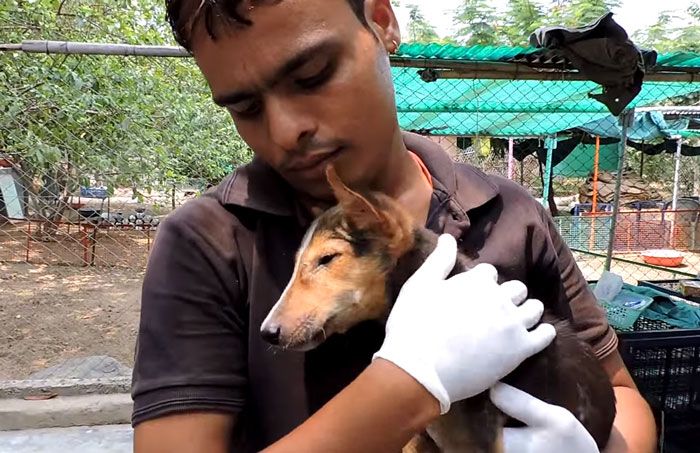 Puppy Signals Rescuers By Wagging Her Tail With Her Last Bit Of Strength (5 pics + video)