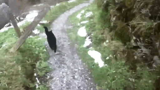 Cat Helps Lost Hikers Find Their Way In The Swiss Mountains (5 pics)