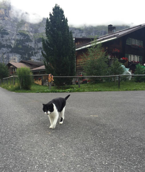Cat Helps Lost Hikers Find Their Way In The Swiss Mountains (5 pics)