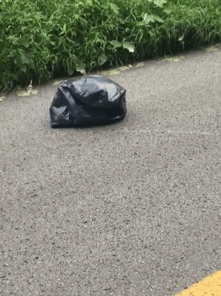 A Woman Found An Abandoned Puppy In A Garbage Bag (5 pics)