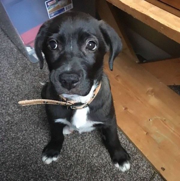 A Woman Found An Abandoned Puppy In A Garbage Bag (5 pics)